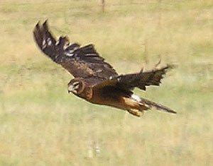 Wilderness First Responder students in Elizabeth see amazing wild life